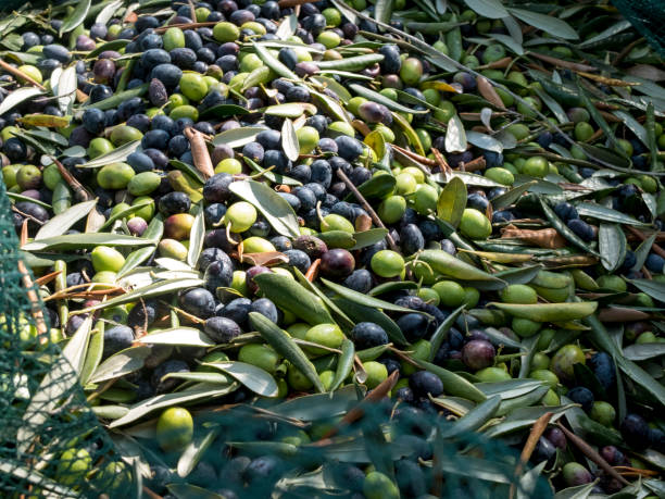 nahaufnahme der taggiasca qualität, schwarze und grüne oliven, oliven sorte, typisch für die ligurischen ponente in italien, - ponente stock-fotos und bilder