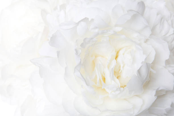 istock Floral wallpaper white peony macro. 867378660