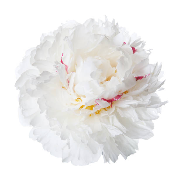 istock A flower of a white peony with pink spots isolated. 867378846