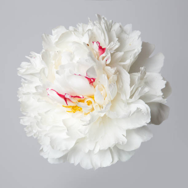 istock Peony white with pink spots isolated on a gray background. 867380296