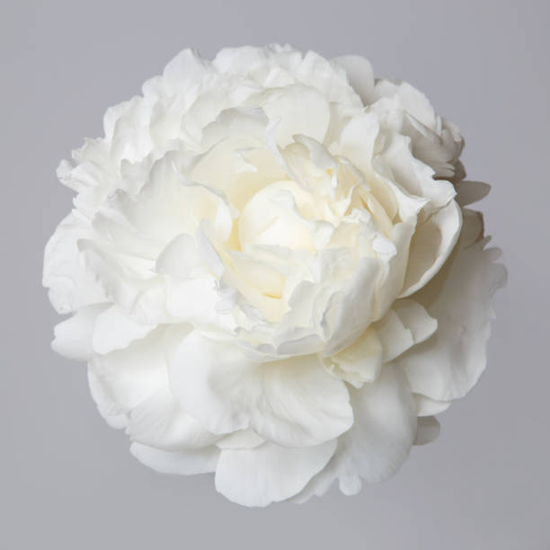 istock White peony flower isolated on a gray background. 867381198
