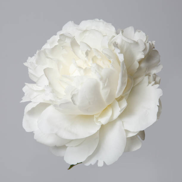 istock White peony flower isolated on a gray background. 867381252