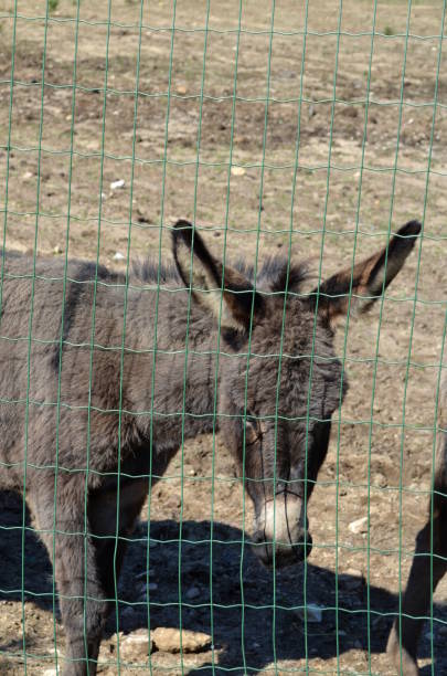 istock Donkey behind a wire mesh in Sardinia 867386394