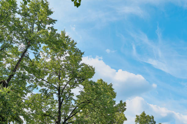 istock Crowns of old lindens against the sky 867387080