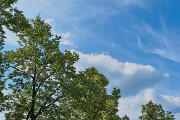 istock Crowns of old lindens against the sky 867387084