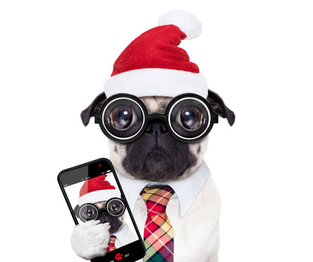istock dog office worker on christmas holidays 867387358