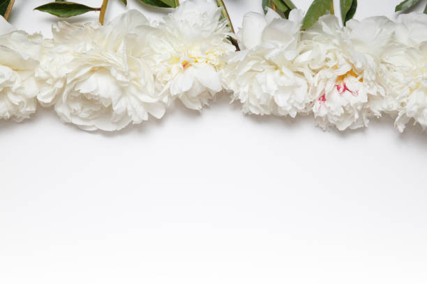 istock Flower border of white peonies. 867389272