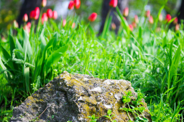 Close up view of a decorative lawn in a park, spring plants and red tulips on a blurred background. Sharp focus in the foreground.