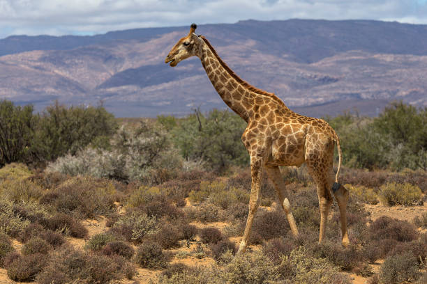 istock Giraffe in South Africa 867390298