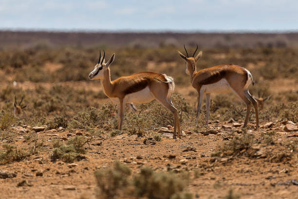 istock Springbok of South Africa 867390300