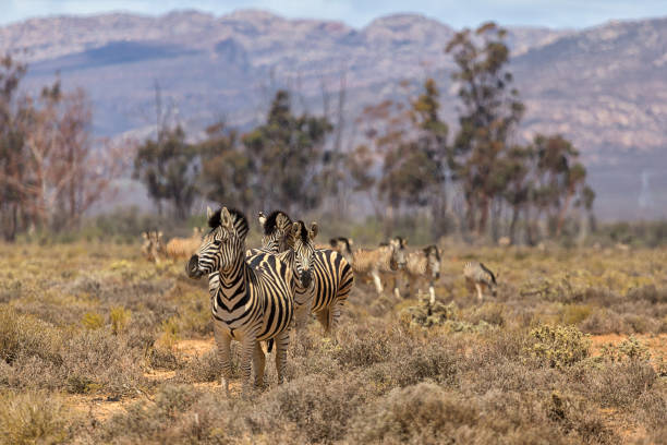 istock Zebras in South Africa 867390302