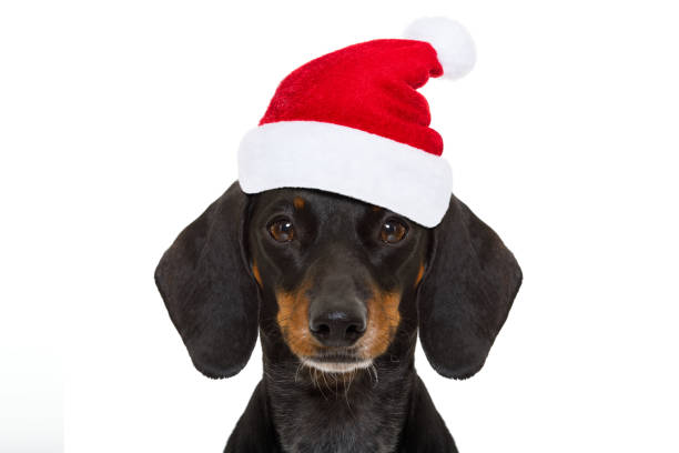 istock santa claus dog on christmas holidays 867390500