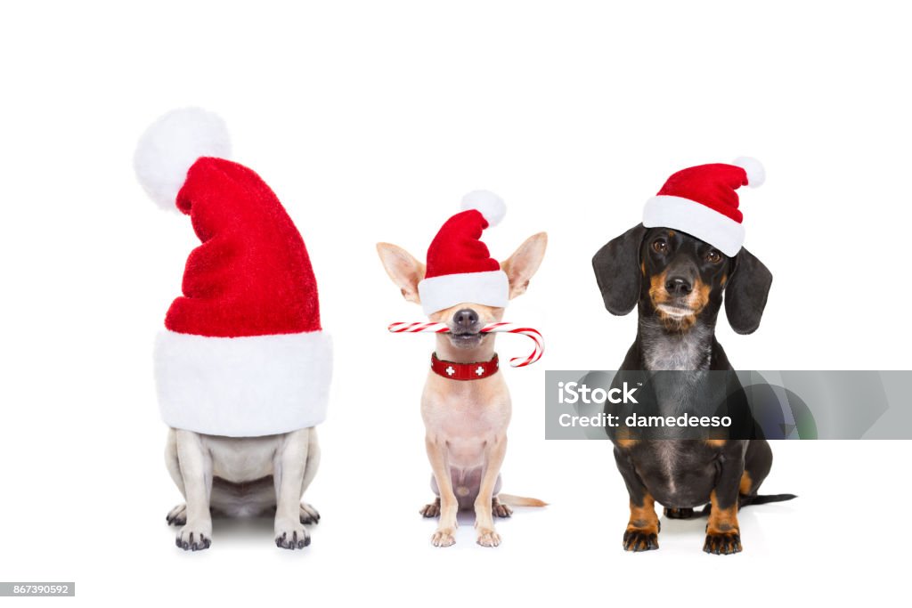 row of dogs on christmas holidays christmas  santa claus row of dogs isolated on white background,  with   funny  red holidays hat  and candy stick Christmas Stock Photo