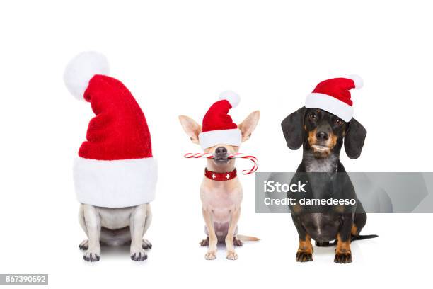Row Of Dogs On Christmas Holidays Stock Photo - Download Image Now - Christmas, Humor, Dog