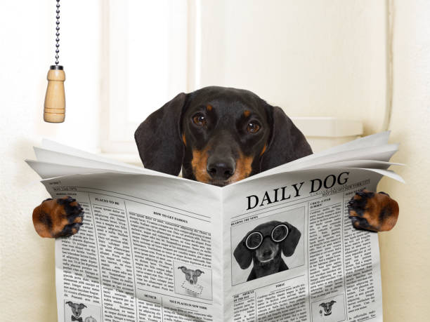 istock dog sitting on toilet 867390776