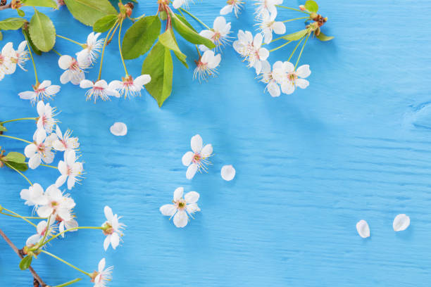 istock white spring flowers  on blue wooden background 867390934
