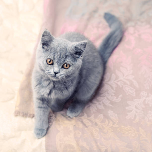 istock Gray British kitty with amber eyes 867392196