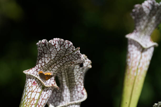 istock close up carnivorous plant on natural background 867398262