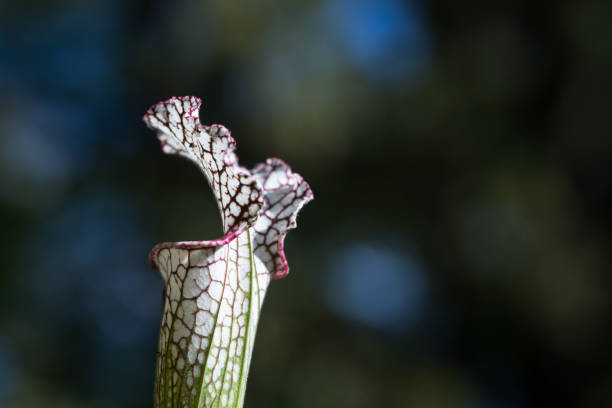 istock close up carnivorous plant on natural background 867398710