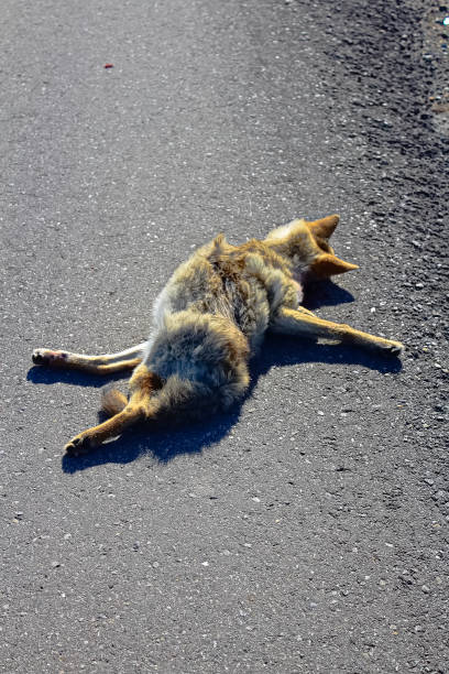 istock A fresh coyote roadkill on a highway 867398780