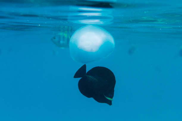 istock black fish and jellyfish float to the surface 867398998