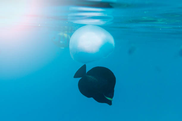 istock jellyfish and black fish float to the surface 867399014