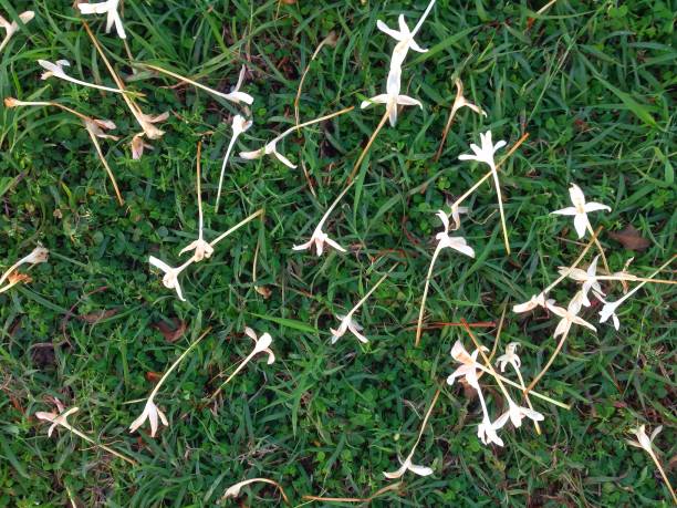 istock Large group of white flowers on green grass field 867401592