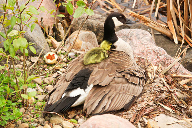 istock A newly hatched gosling climbing on its' mothers back 867405146