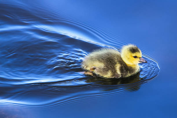 A baby gosling swims in mirror blue water.