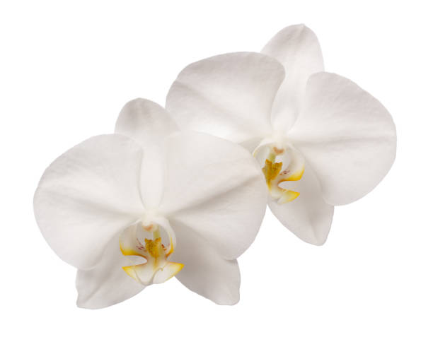 istock Beautiful white orchid flowers 867405646