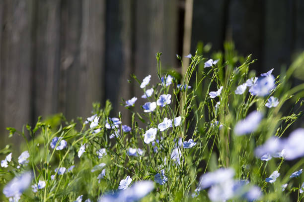 kwiaty linum na drewnianym tle - common flax zdjęcia i obrazy z banku zdjęć
