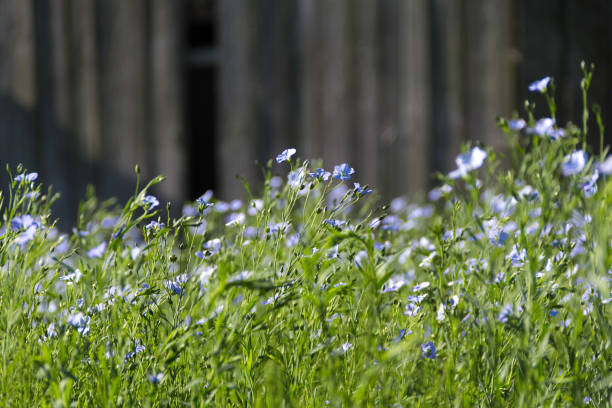 kwiaty linum na drewnianym tle - common flax zdjęcia i obrazy z banku zdjęć