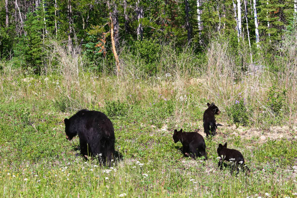 istock A mother bear and three cubs forage on the edge of a forest 867406716