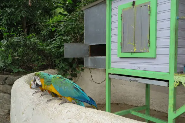 Photo of parrot bird sitting on the perch