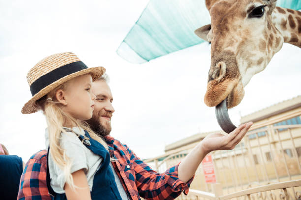 istock family feeding giraffe in zoo 867413242