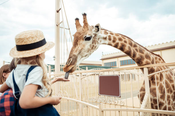 istock family looking at giraffe in zoo 867413808