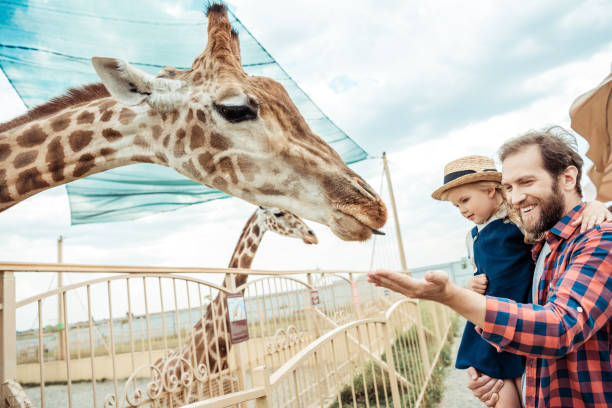 istock family looking at giraffe in zoo 867416880