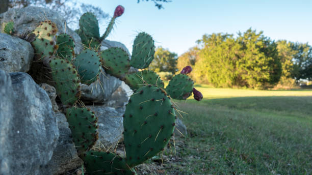 istock Close up View of Cactus with Large Needles 867417882