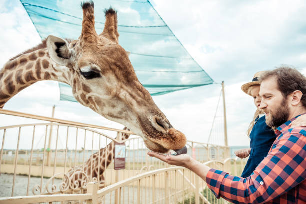 istock family feeding giraffe in zoo 867418214