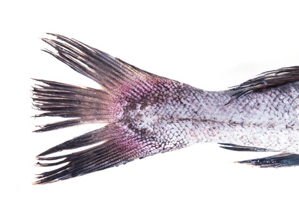 istock Fin, tail of a hake, fish on white background symbol photo for fish 867421242