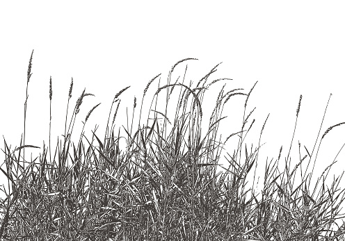 Silhouette illustration of dried ornamental grass around an autumn wetland