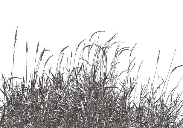 Vector illustration of Dried Ornamental Grass