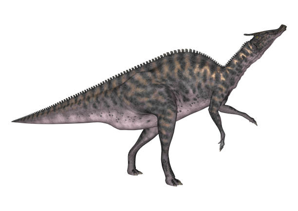 istock 3D rendering dinosaur Saurolophus on white 867422890