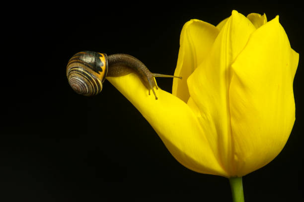 A common garden snail crawling on a blooming spring tulip arrangement against a black background.