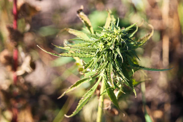 Blooming hemp plants. Close-up on blurred background