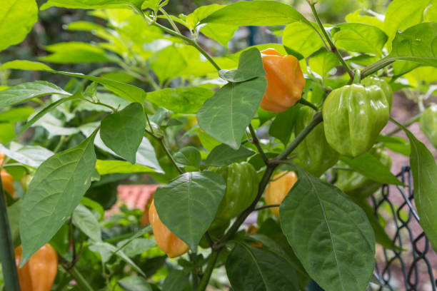 istock habanero chili pepper plant 867432588