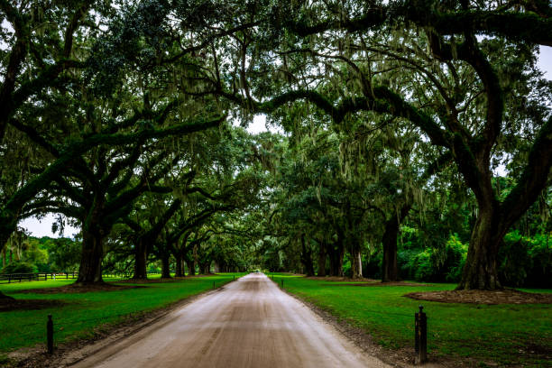 istock Avenue of Oaks 867436186