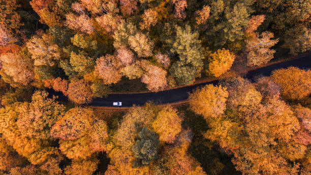 Road through the forest High angle view of a road trough the autumn forest with copy space winding road photos stock pictures, royalty-free photos & images