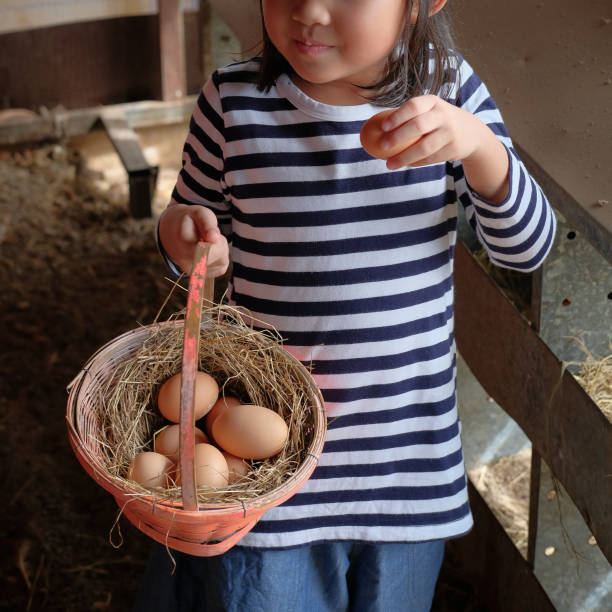 istock little girl picking chicken eggs from chicken coop 867437310