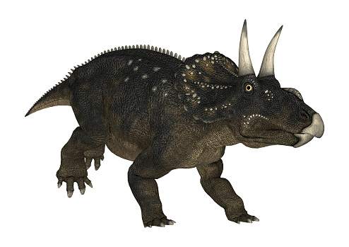 3D rendering of a dinosaur Diceratops isolated on white background